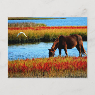 Cartão Postal Cavalo selvagem