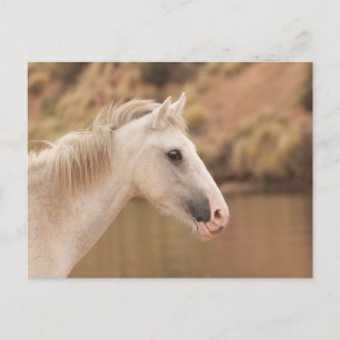 Cartão Postal Cavalo Selvagem Branco