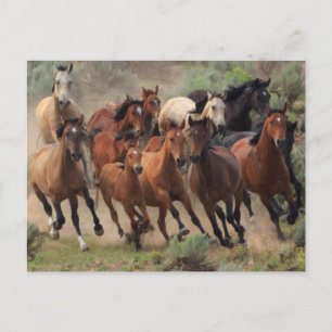 Cartão Postal Cavalo Selvagem de Mustangs