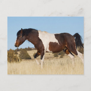 Cartão Postal Cavalo Selvagem, Montanhas Steens