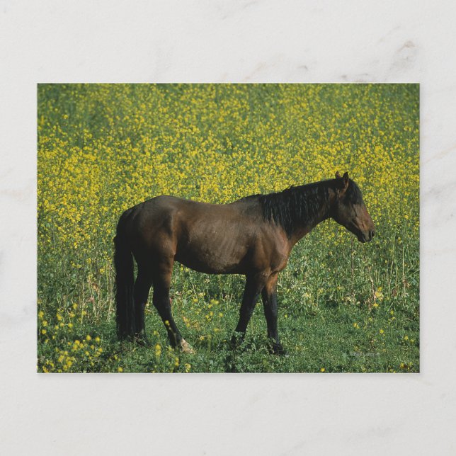 Cartão Postal Cavalo Selvagem Mustang em Flores (Frente)