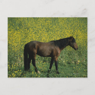 Cartão Postal Cavalo Selvagem Mustang em Flores