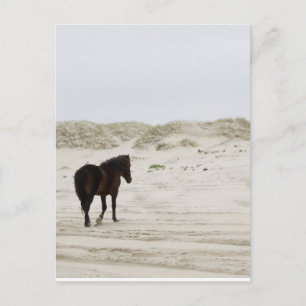 Cartão Postal Cavalo Selvagem na Praia de Corolla