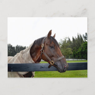 Cartão Postal cavalo sobre a cerca