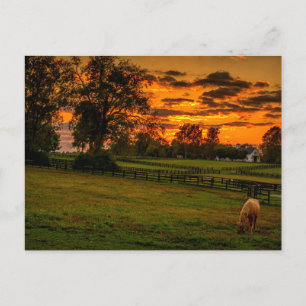 Cartão Postal Cavalo solitário ao pôr do sol