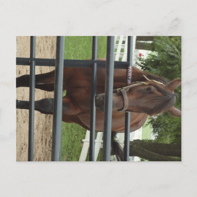 Cartão Postal cavalo sorridente (Frente)