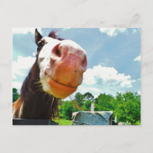 Cartão Postal Cavalo Sorridente