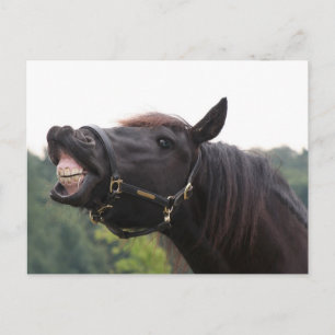 Cartão Postal cavalo sorridente
