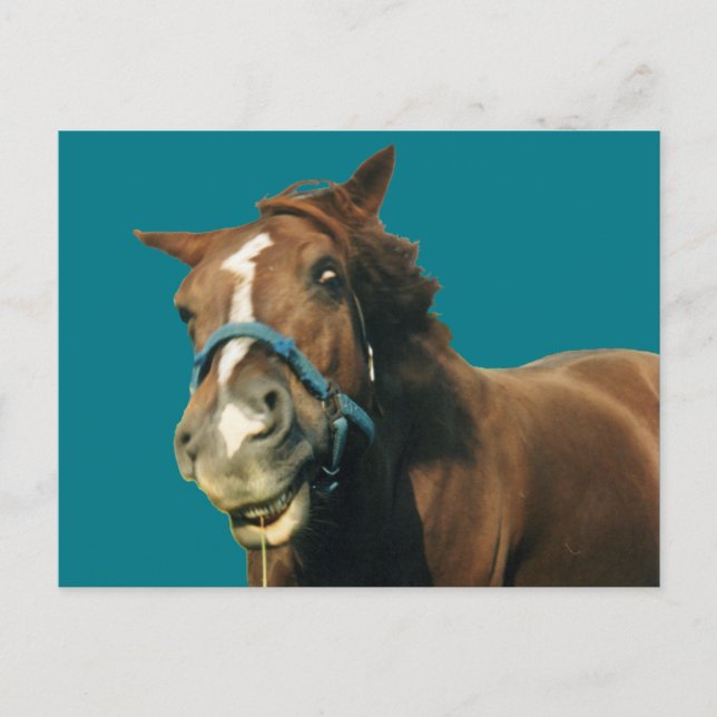 Cartão Postal Cavalo Sorridente (Frente)