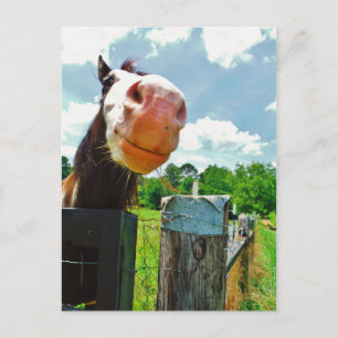 Cartão Postal Cavalo Sorridente