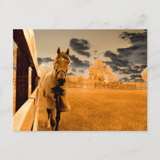 Cartão Postal cavalo surreal descendo cerca laranja céu
