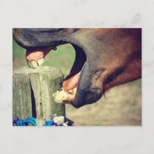 Cartão Postal Cavalo Yawn