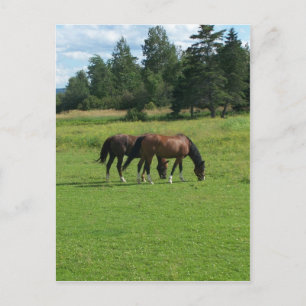 Cartão Postal Cavalos