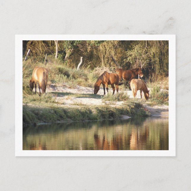 Cartão Postal cavalos (Frente)