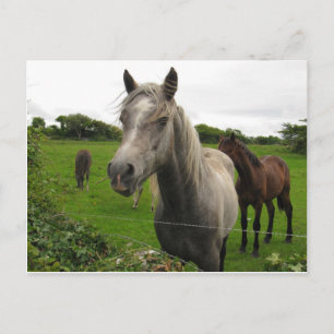 Cartão Postal Cavalos