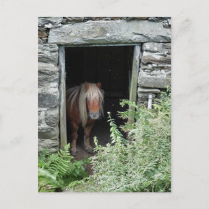 CARTÃO POSTAL CAVALOS