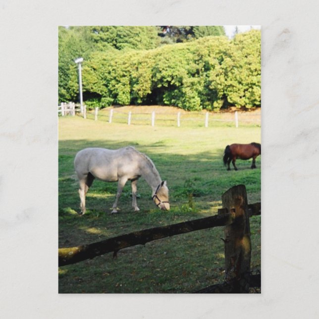 Cartão Postal Cavalos (Frente)