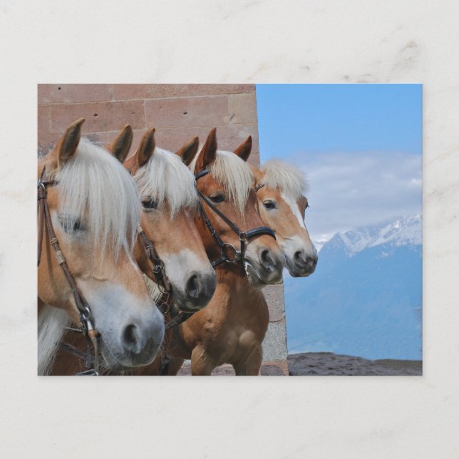CARTÃO POSTAL CAVALOS (Frente)