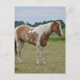 Cartão Postal Cavalos