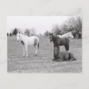Cartão Postal Cavalos