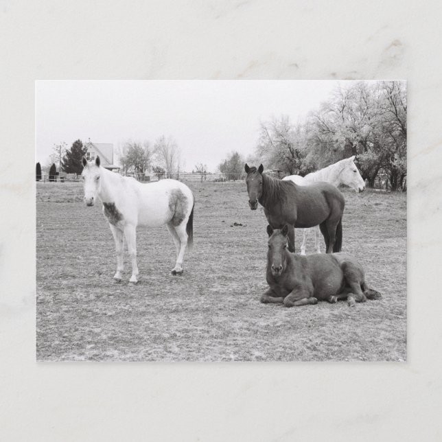 Cartão Postal Cavalos (Frente)