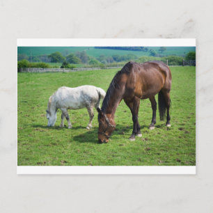Cartão Postal Cavalos