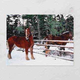 Cartão Postal Cavalos