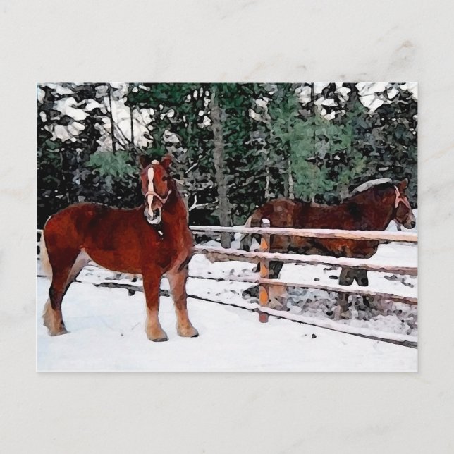 Cartão Postal Cavalos (Frente)