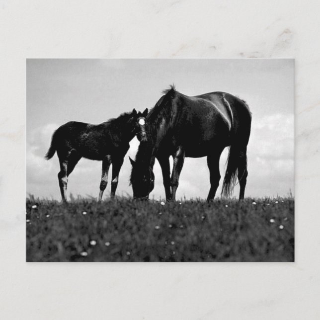 Cartão Postal Cavalos (Frente)