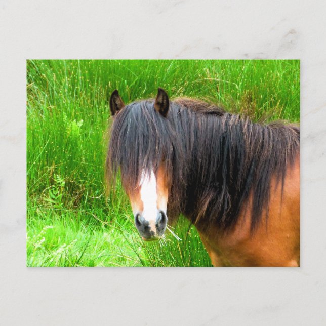 CARTÃO POSTAL CAVALOS (Frente)