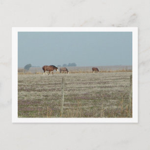 Cartão Postal cavalos