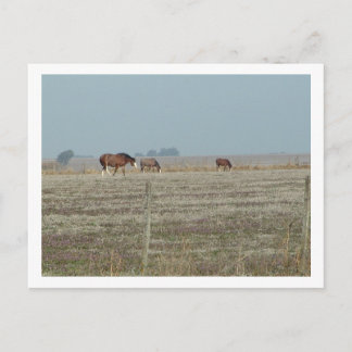 Cartão Postal cavalos