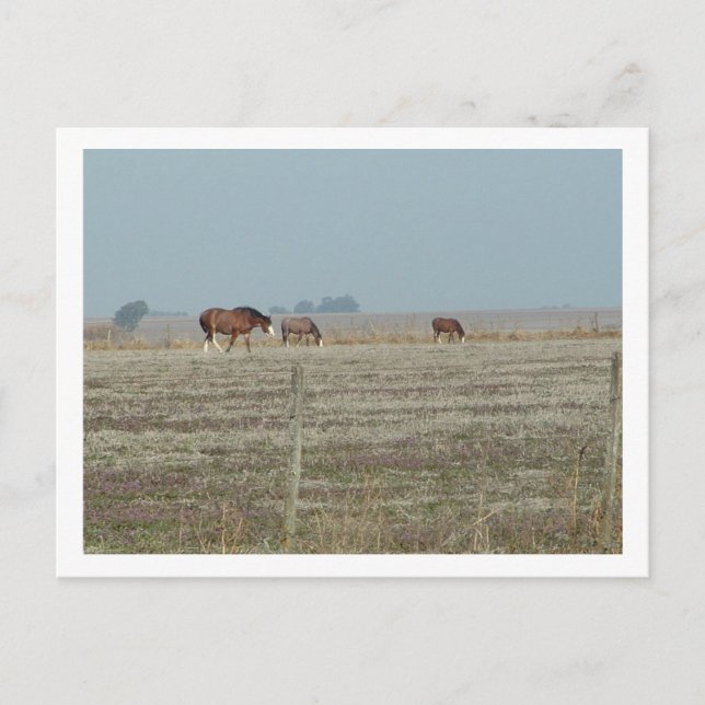Cartão Postal cavalos (Frente)