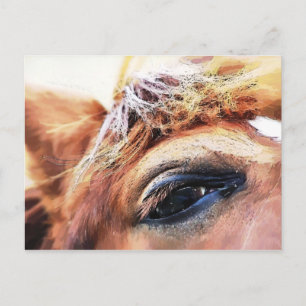 CARTÃO POSTAL CAVALOS