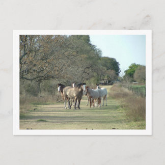Cartão Postal cavalos