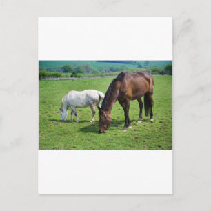 Cartão Postal Cavalos