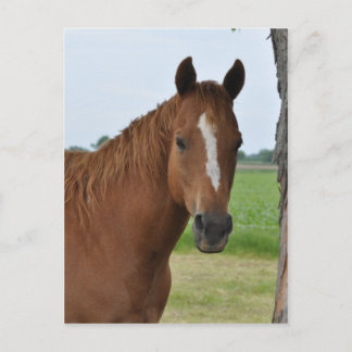 Cartão Postal Cavalos