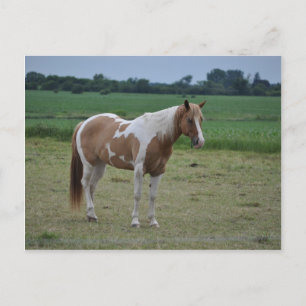 Cartão Postal Cavalos
