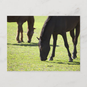 Cartão Postal Cavalos a pastorear 2