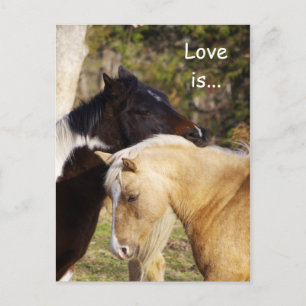 Cartão Postal Cavalos Adorados São Cartões-postais