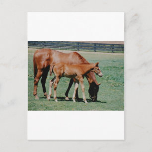 CARTÃO POSTAL CAVALOS AMIGOS