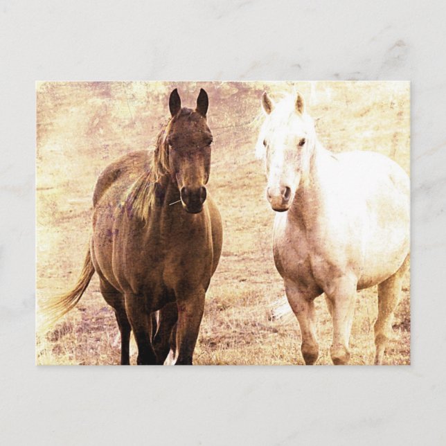 Cartão Postal Cavalos Amigos Sepia (Frente)