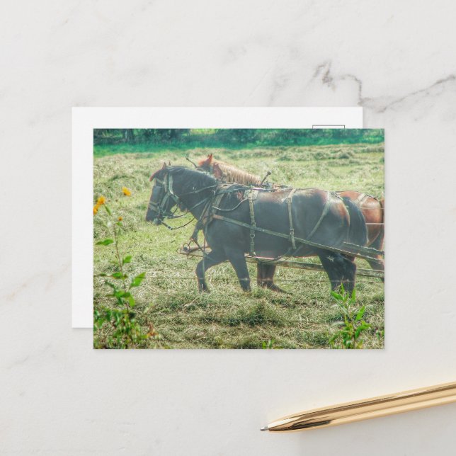 Cartão Postal Cavalos Amish Ceifando Feno (Frente/Verso In Situ)