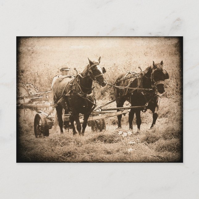 Cartão Postal Cavalos Amish em Trabalho (Frente)