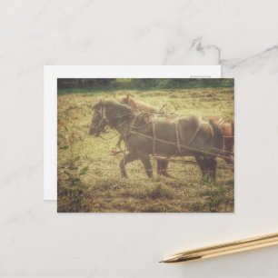 Cartão Postal Cavalos Amish Pretos e Alazães Ceifando Feno