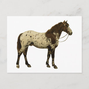 Cartão Postal Cavalos Antigos - Appaloosa
