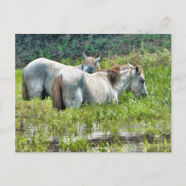 Cartão Postal Cavalos ao longo da Amazônia (Frente)