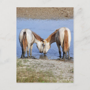 CARTÃO POSTAL CAVALOS APAIXONADOS