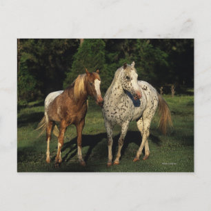 Cartão Postal Cavalos Appaloosa