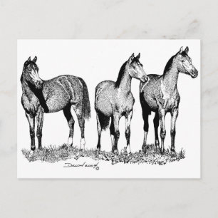 Cartão Postal Cavalos Árabes